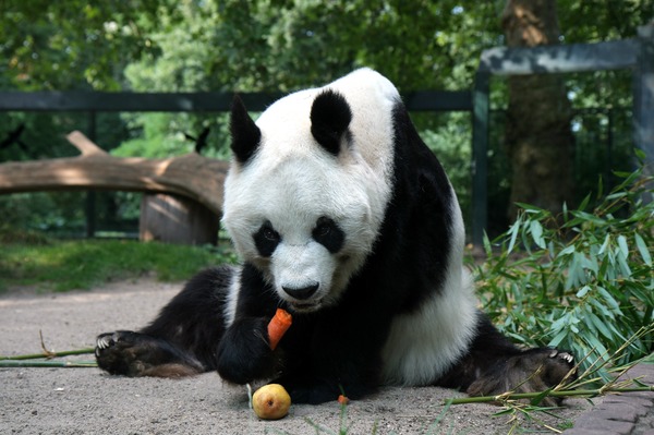 Giant Panda Bear Berlin Bao Bao eating