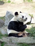 Giant Panda Bear Berlin panda Ailuropoda melanoleuca