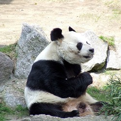 Giant Panda Bear Berlin panda Ailuropoda melanoleuca