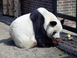 Giant Panda Bear Photo Gallery
