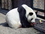Giant Panda Bear Berlin_panda Ailuropoda melanoleuca