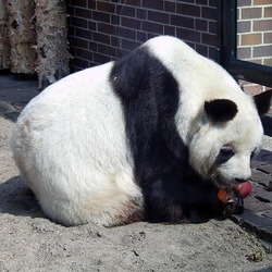 Giant Panda Bear Berlin_panda Ailuropoda melanoleuca