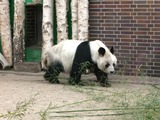 Giant Panda Bear Berliner Zoo Bao-Bao