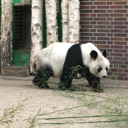 Giant Panda Bear Berliner Zoo Bao-Bao