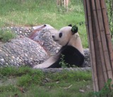 Giant Panda Bear Photo Gallery
