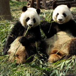 Giant Panda Bear Chengdu eating