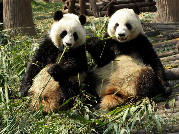 Giant Panda Bear Chengdu eating