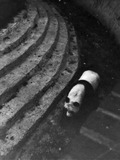 Giant Panda Bear Chi Chi London Zoo