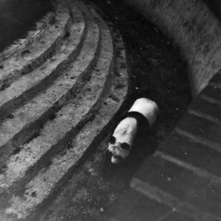 Giant Panda Bear Chi Chi London Zoo