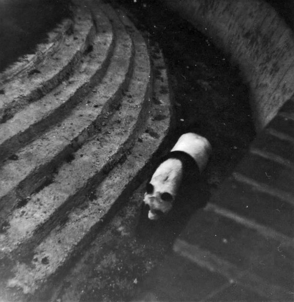 Giant Panda Bear Chi Chi London Zoo