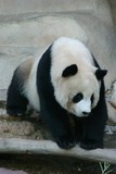 Giant Panda Bear Photo Gallery