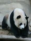 Giant Panda Bear Chiang Mai Zoo