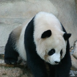 Giant Panda Bear Chiang Mai Zoo