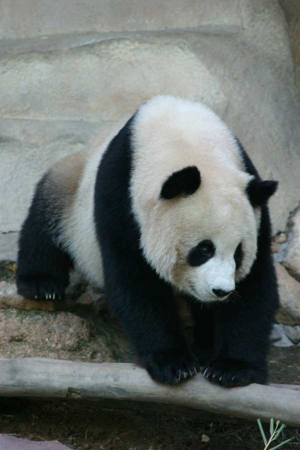 Giant Panda Bear Chiang Mai Zoo
