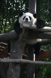Giant Panda Bear Photo Gallery