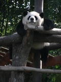 Giant Panda Bear Chiangmai zoo Ailuropoda melanoleuca