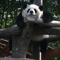 Giant Panda Bear Chiangmai zoo Ailuropoda melanoleuca