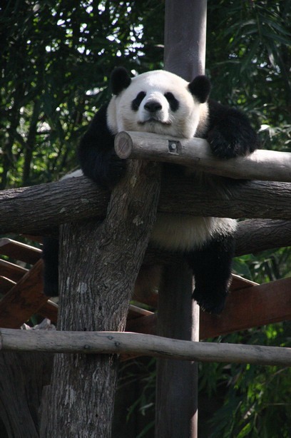 Giant Panda Bear Chiangmai zoo Ailuropoda melanoleuca