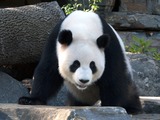 Giant Panda Bear Crouching Panda