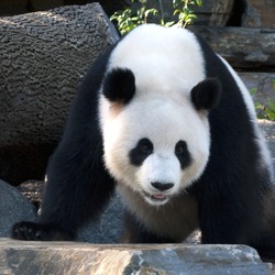 Giant Panda Bear Crouching Panda