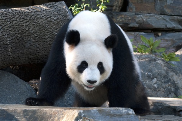 Giant Panda Bear Crouching Panda