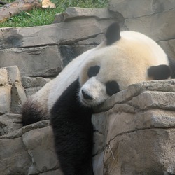 Giant Panda Bear DC Ailuropoda melanoleuca sleeping