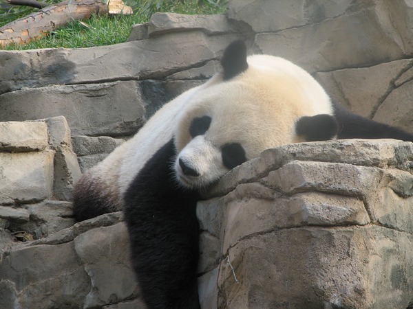 Giant Panda Bear DC Ailuropoda melanoleuca sleeping