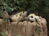 Giant Panda Bear Photo Gallery