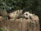 Giant Panda Bear Gao Gao (2)