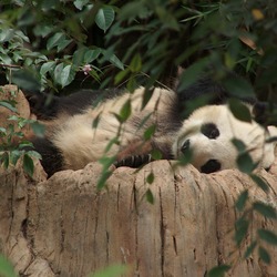 Giant Panda Bear Gao Gao (2)