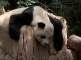 Giant Panda Bear Gao Gao relaxing