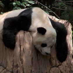 Giant Panda Bear Gao Gao relaxing