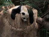 Giant Panda Bear Gao Gao