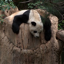 Giant Panda Bear Gao Gao