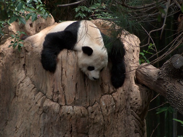 Giant Panda Bear Gao Gao