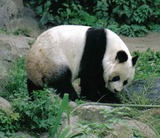 Giant Panda Bear Photo Gallery