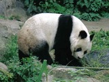 Giant Panda Bear Germany Ailuropoda melanoleuca