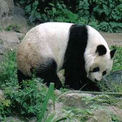 Giant Panda Bear Germany Ailuropoda melanoleuca