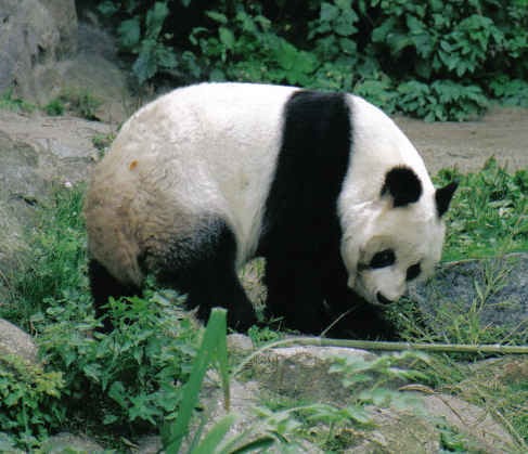 Giant Panda Bear Germany Ailuropoda melanoleuca