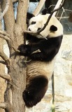 Giant Panda Bear Photo Gallery