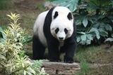 Giant Panda Bear Photo Gallery