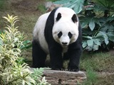 Giant Panda Bear Grosser Panda