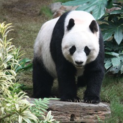 Giant Panda Bear Grosser Panda