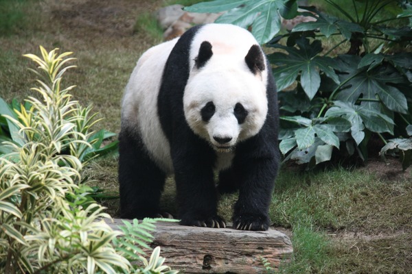 Giant Panda Bear Grosser Panda