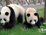 Giant Panda Bear Hoi Hoi Sam Sam