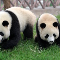 Giant Panda Bear Hoi Hoi Sam Sam