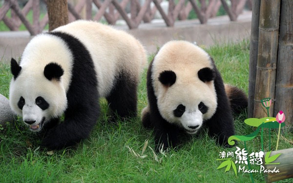 Giant Panda Bear Hoi Hoi Sam Sam