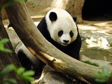 Giant Panda Bear Lightmatter_panda