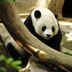 Giant Panda Bear Lightmatter_panda