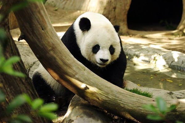 Giant Panda Bear Lightmatter_panda